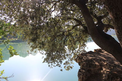 Low angle view of tree against sky