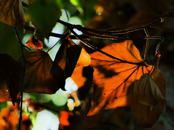 Close-up of autumnal leaves against blurred background