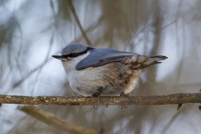 Close-up of bird perching on branch