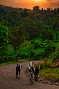 View of horses on road amidst trees