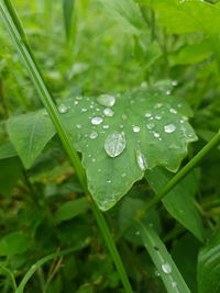 Close-up of wet plant leaves during rainy season