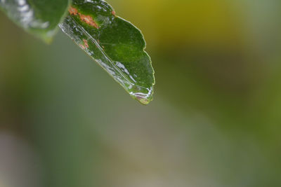 Close-up of raindrops on leaf