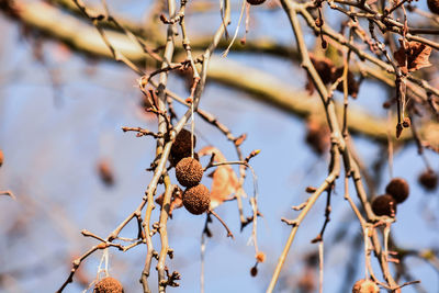 Low angle view of fruit on tree