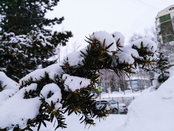 Close-up of frozen tree against sky during winter