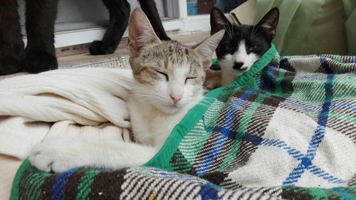 Portrait of cat relaxing at home