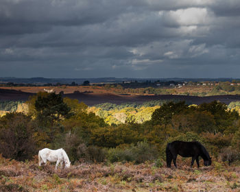 Two new forest ponies standing in the fern with storm clouds overhead