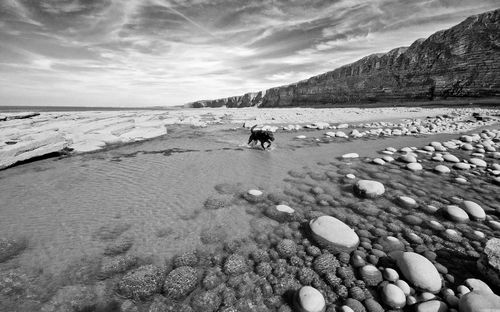 Dog walking at beach against sky