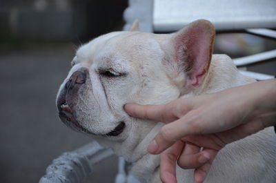 Cropped image of hand touching french bulldog