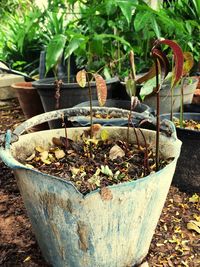 Close-up of potted plant against trees