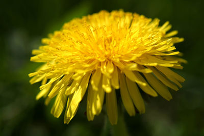 Close-up of yellow flowering plant