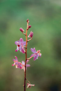 Close-up of pink flowering plant