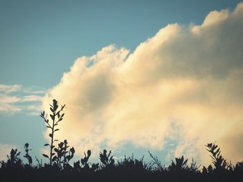 Low angle view of silhouette trees against sky