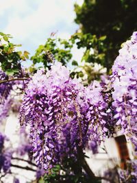 Close-up of fresh purple flowers on tree