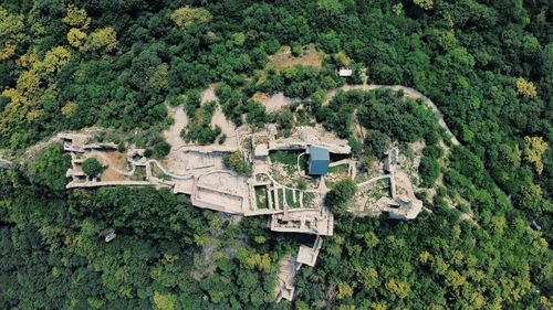 High angle view of trees and plants in forest