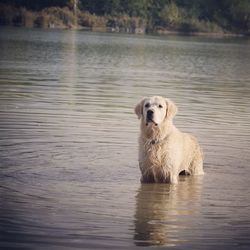 Portrait of golden retriever standing in lake