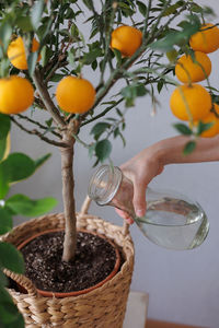 Cropped hand of woman holding potted plant