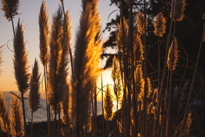 Close-up of stalks in field against sky