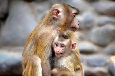 Close-up of monkey mother with baby