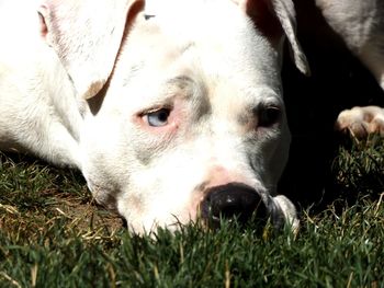 Close-up of dog lying on grass