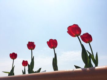 Low angle view of red tulips growing against sky