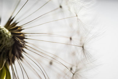 Close-up of dandelion against white background