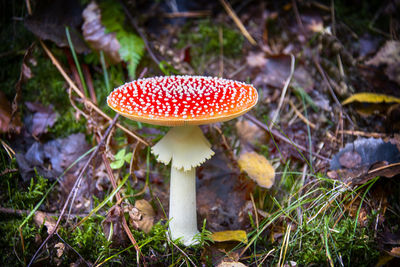 Close-up of fly agaric mushroom on field