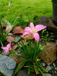 High angle view of pink flowers blooming outdoors