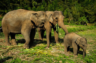 Elephant in a field