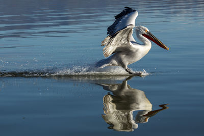 View of bird in lake