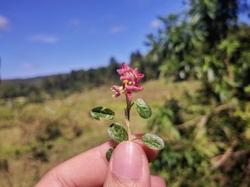 Close-up of hand holding pink flower