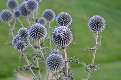 Close-up of thistle blooming outdoors