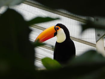 Close-up of a bird