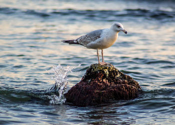 Seagull perching on rock