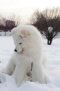 White dog on snow covered field