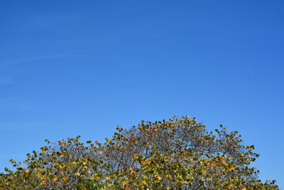 Low angle view of flower trees against clear blue sky