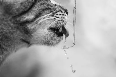 Close-up of cat drinking water