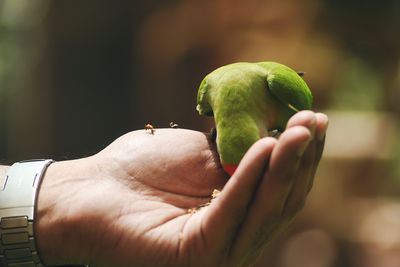 green