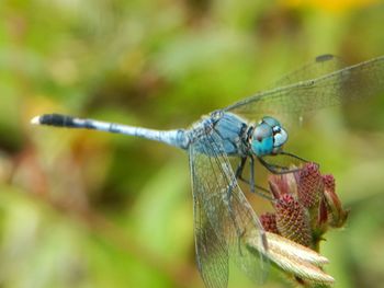 Close-up of dragonfly on plant