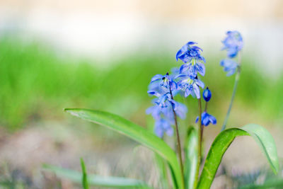 Blue snowdrops scilla siberica close-up with sparse green leaves. spring awakening after the winter.