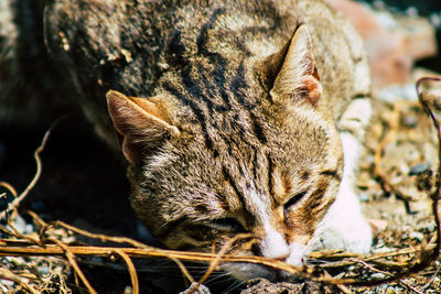 Close-up of a cat relaxing on field