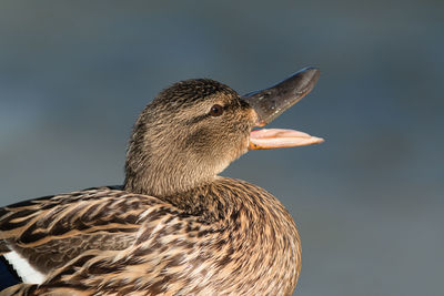 Chattering duck