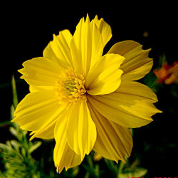 Close-up of yellow cosmos flower