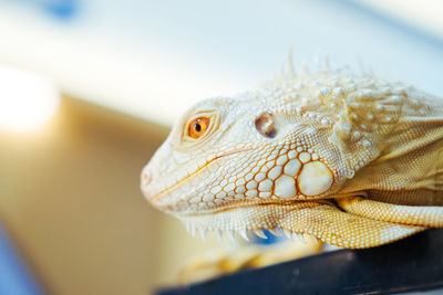 Close-up of a lizard