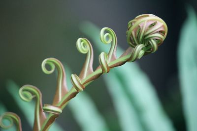 Close-up of leaf 