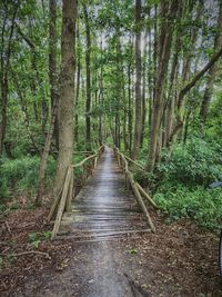 Walkway amidst trees in forest