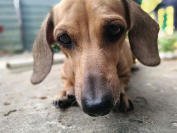 Close-up portrait of dog