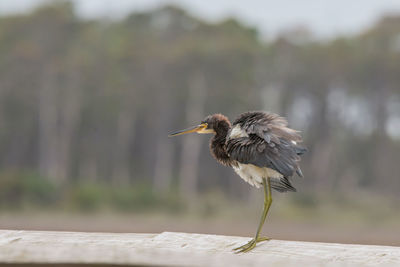Tri-colored heron on boardwalk
