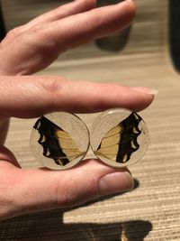 Close-up of hand holding butterfly