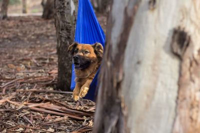 Dog resting on hammock over field