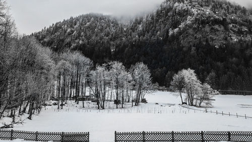 Trees on snow covered landscape